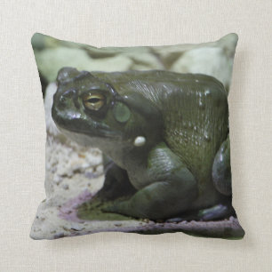 Coussin Incilius alvarius
