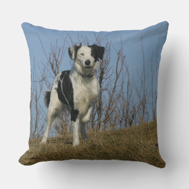 Coussin Jambe de border collie augmentée (Recto)