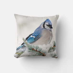 Coussin Jay bleu dans le cèdre bleu Atlas