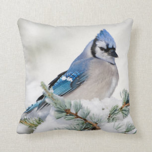 Coussin Jay bleu dans le cèdre bleu Atlas