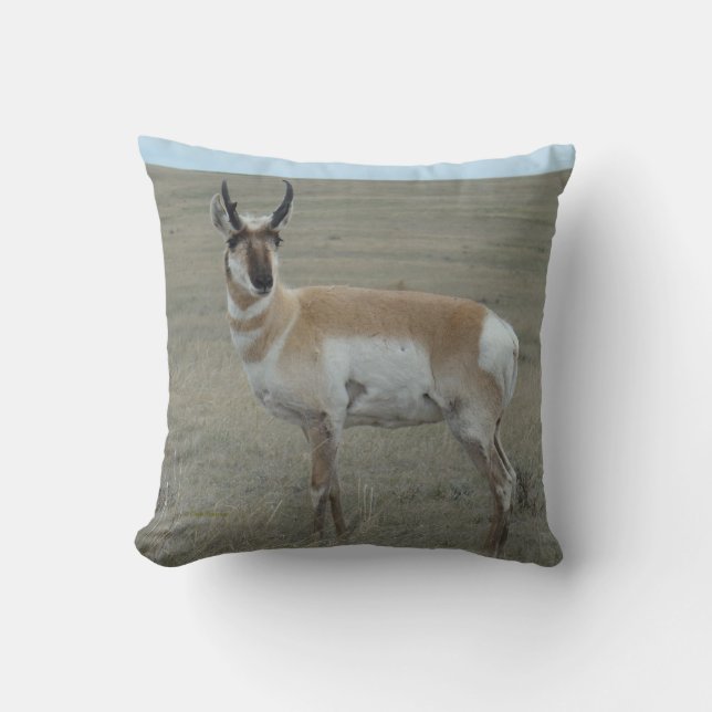 Coussin Jeune brocard d'antilope pronghorn A28 (Recto)