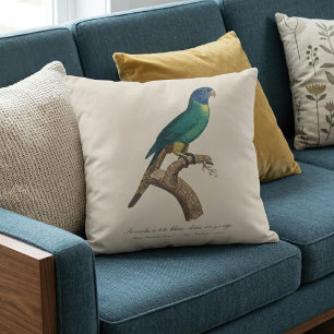 Coussin Jeune loriquet arc-en-ciel Trichoglossus moluccanu