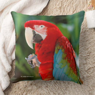 Coussin Joli oiseau de perroquet à ailes vertes macaw colo
