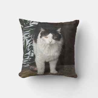 Coussin Kitty