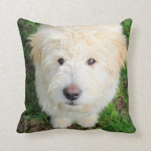 Coussin Le Chiot De Goldendoodle En Regardant La Caméra