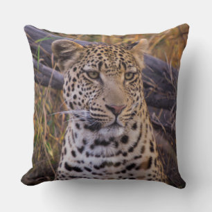 Coussin Léopard assis, Botswana, Afrique