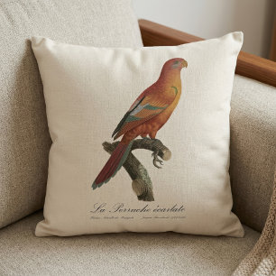 Coussin Lori de Bornéo, Trichoglossus borneus