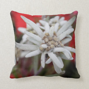 Coussin Lovely Edelweiss Leontopodium nivale