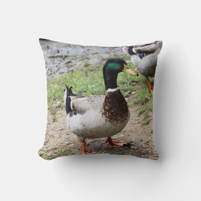 Coussin M. Duck (Recto)