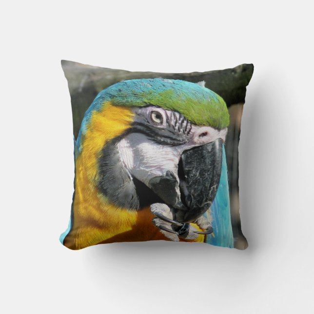 COUSSIN MACAWS (Recto)