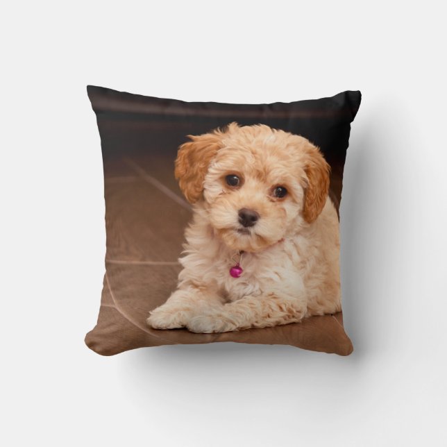 Coussin Mélange de caniche de bébé ou chiot maltais de (Recto)