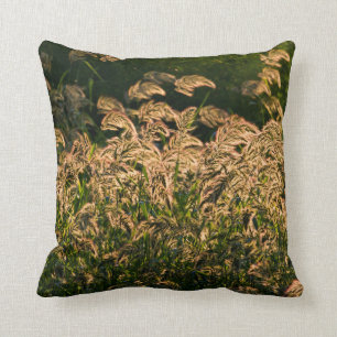 Coussin Millet sauvage (Panicum Sp.) Cultivation En Mer