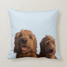 Mini Goldendoodles