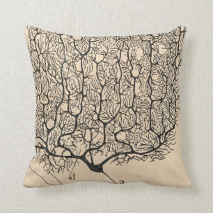 Coussin Neuron Drawing By Santiago Ramón Y Cajal