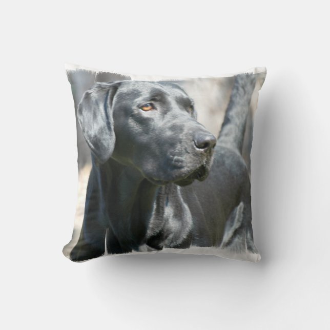 Coussin noir de laboratoire (Recto)