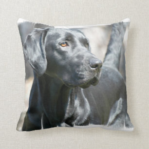 Coussin noir de laboratoire