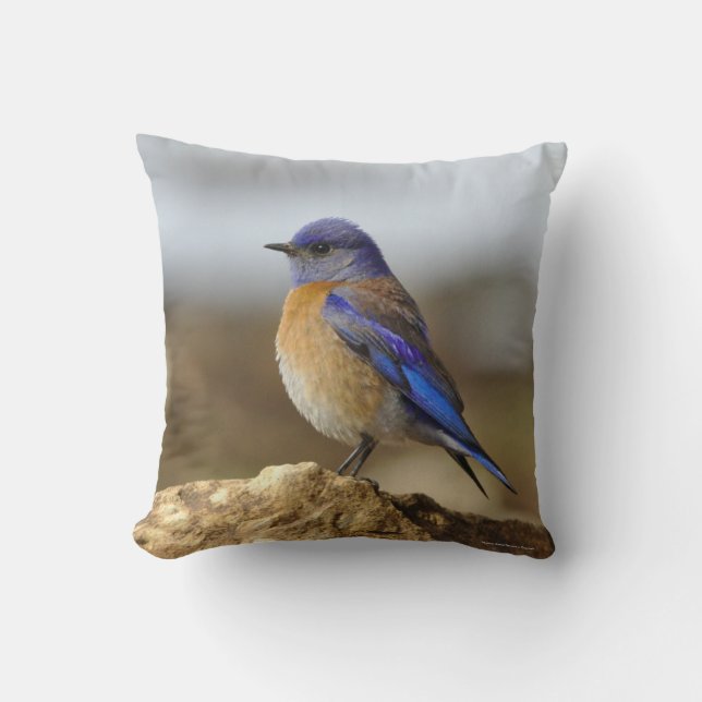 Coussin Oiseau, Bluebird, 2 côtés, (Recto)