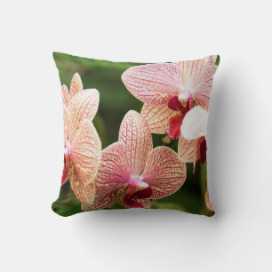 Coussin Orange Orchid Hybrid, Afrique du Sud