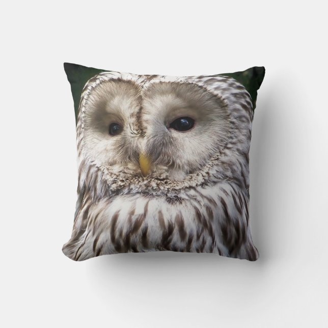 COUSSIN OWLS (Recto)