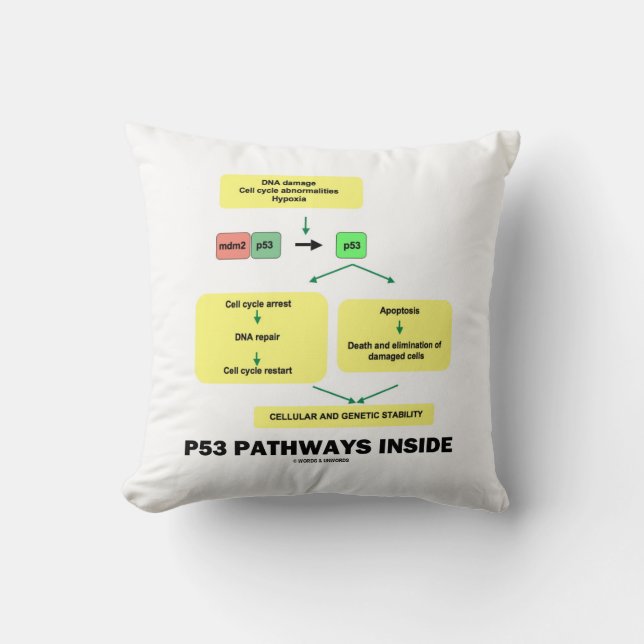 Coussin p53 Voies de la biologie moléculaire des cellules (Recto)