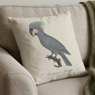 Coussin Palmiste noir, Probosciger aterrimus