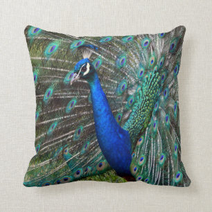 Coussin Paon masculin coloré
