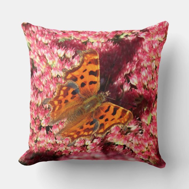 Coussin Papillon Comma sur Sedum (Recto)