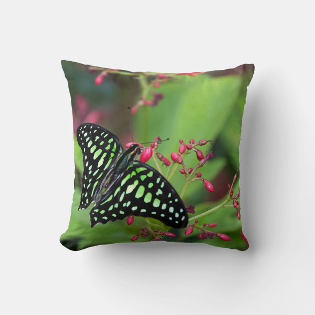Coussin Papillon Jay (Recto)