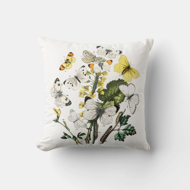 Coussin Papillon papillon vintage Ancienne illustration (Recto)