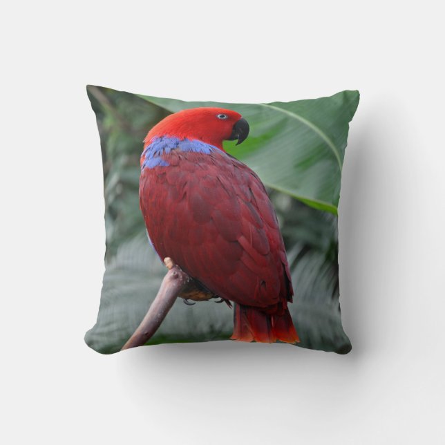 Coussin Perroquet rouge éclectique (Recto)
