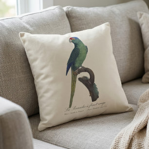 Coussin Perruche à front orange, Eupsittula Canicularis