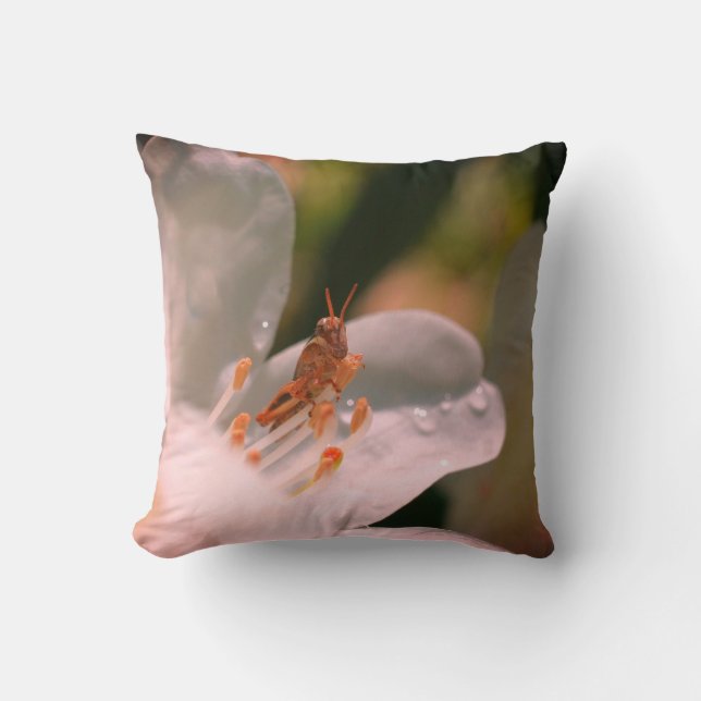 Coussin Petit Grasshopper Sur Fleur Azalée Blanche (Recto)