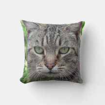 Photo du merveilleux chat tigre - amoureux de les