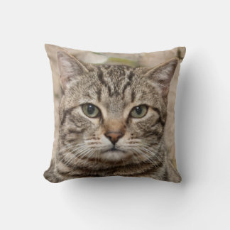 Coussin Photo du sérieux chat tigre - amateurs de chats