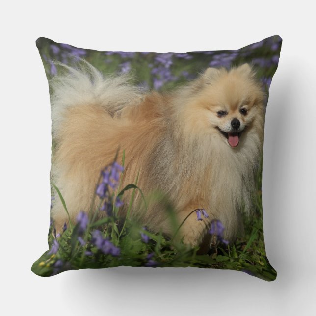 Coussin Pomeranian regardant l'appareil-photo dans les (Recto)