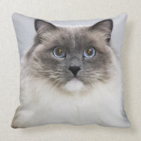 Portrait de chat de Ragdoll