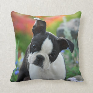 Coussin Portrait mignon de chiot de chien de Boston