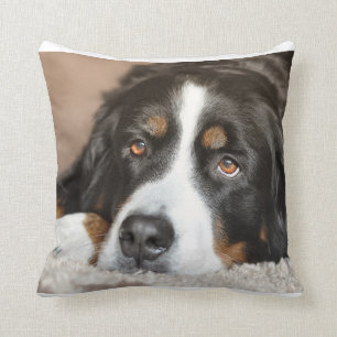 Coussin pose de chien de montagne bernese
