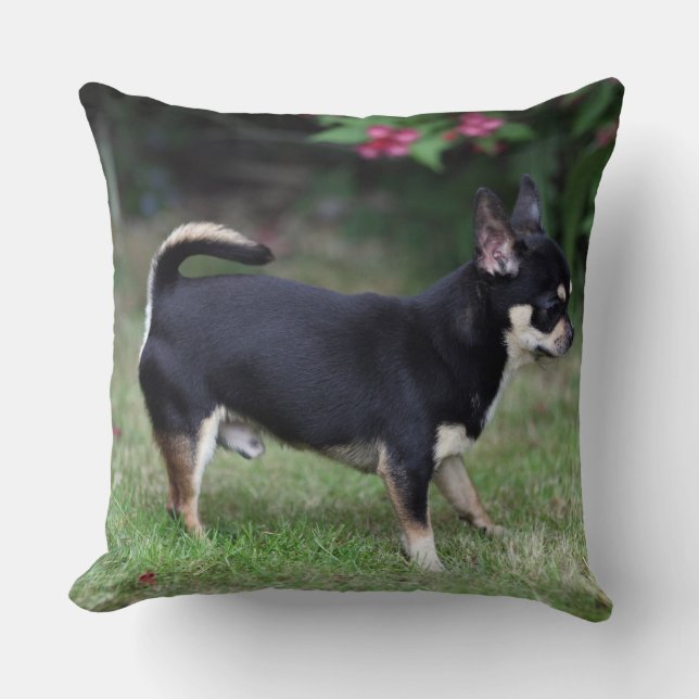 Coussin Position aux cheveux courts de chiwawa (Recto)