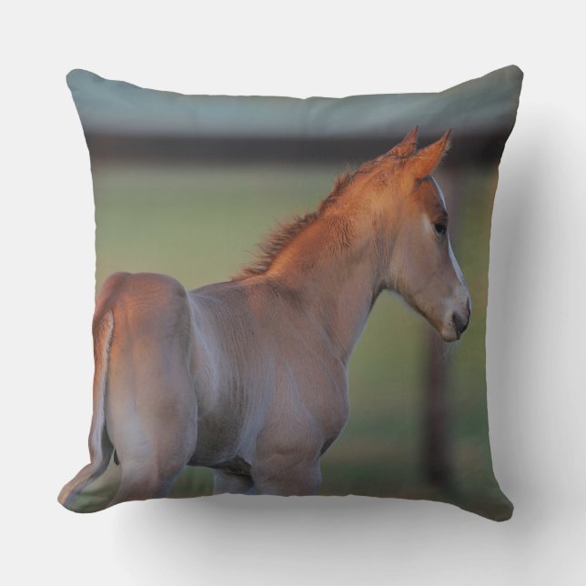 Coussin Poulain quart de cheval (Recto)