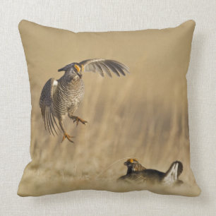 Coussin Poulets de prairie mâles à poitrine dans le comté 