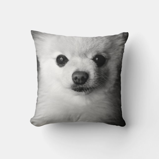Coussin précieux de Pomeranian (Recto)