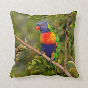 Coussin Rainbow Lorikeet