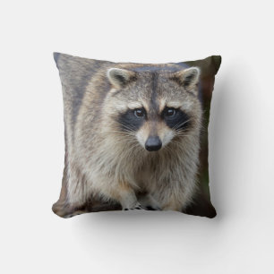 Coussin Raton laveur, Procyon lotor, Floride, États-Unis 2