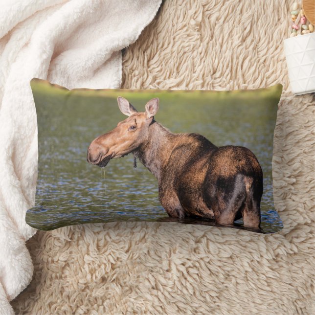 Coussin Rectangle Alimentation de l'orignal dans le parc national de (Couverture)