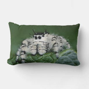 Coussin Rectangle Araignée sauteuse Metaphid
