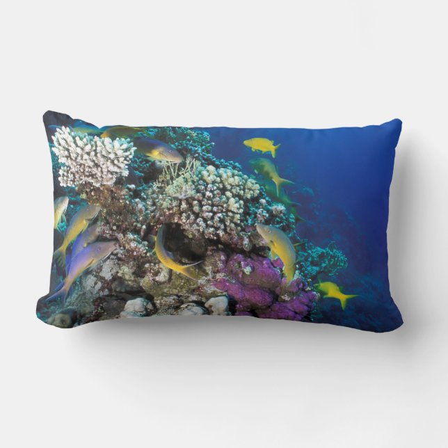 Coussin Rectangle Around Small Coral (Recto)