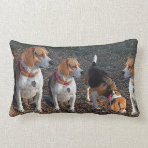 Coussin Rectangle Beagle de beagles plus on est de fous plus on rit