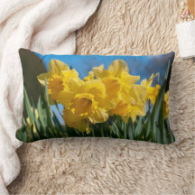 Belles Daffodiles Jaunes
