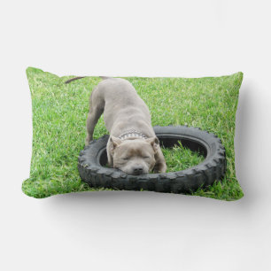 Coussin Rectangle Blue Staffordshire Bull Terrier Temps de jeu.